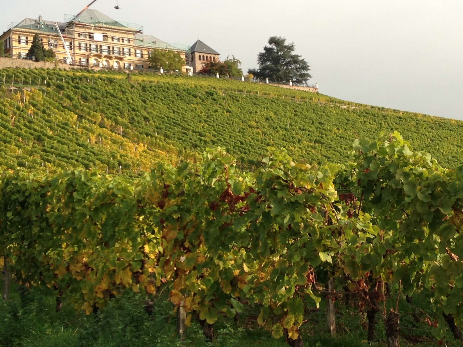 The Summer of Riesling: Kick it off with my German Riesling Video ...